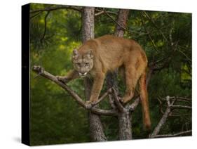 Mountain Lion Stare-Galloimages Online-Stretched Canvas