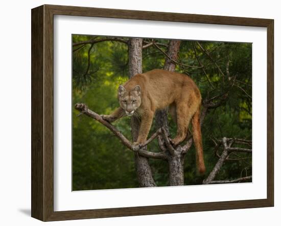 Mountain Lion Stare-Galloimages Online-Framed Photographic Print