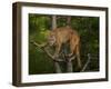 Mountain Lion Stare-Galloimages Online-Framed Photographic Print