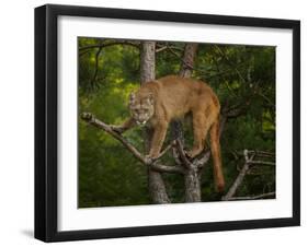 Mountain Lion Stare-Galloimages Online-Framed Photographic Print