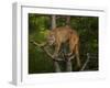 Mountain Lion Stare-Galloimages Online-Framed Photographic Print