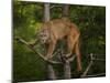 Mountain Lion Stare-Galloimages Online-Mounted Photographic Print