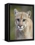 Mountain Lion Staring, in Captivity, Minnesota Wildlife Connection, Minnesota, USA-James Hager-Framed Stretched Canvas