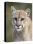 Mountain Lion Staring, in Captivity, Minnesota Wildlife Connection, Minnesota, USA-James Hager-Stretched Canvas