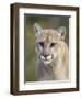 Mountain Lion Staring, in Captivity, Minnesota Wildlife Connection, Minnesota, USA-James Hager-Framed Photographic Print