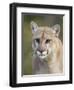 Mountain Lion Staring, in Captivity, Minnesota Wildlife Connection, Minnesota, USA-James Hager-Framed Photographic Print