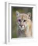 Mountain Lion Staring, in Captivity, Minnesota Wildlife Connection, Minnesota, USA-James Hager-Framed Photographic Print