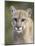 Mountain Lion Staring, in Captivity, Minnesota Wildlife Connection, Minnesota, USA-James Hager-Mounted Photographic Print