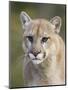 Mountain Lion Staring, in Captivity, Minnesota Wildlife Connection, Minnesota, USA-James Hager-Mounted Photographic Print