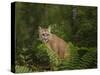 Mountain Lion with Ferns-Galloimages Online-Stretched Canvas