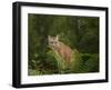 Mountain Lion with Ferns-Galloimages Online-Framed Photographic Print