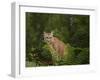 Mountain Lion with Ferns-Galloimages Online-Framed Photographic Print