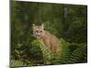 Mountain Lion with Ferns-Galloimages Online-Mounted Photographic Print