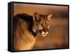 Mountain Lion-Chase Swift-Framed Stretched Canvas