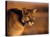 Mountain Lion-Chase Swift-Stretched Canvas