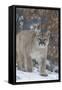 Mountain Lion-null-Framed Stretched Canvas