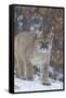 Mountain Lion-null-Framed Stretched Canvas