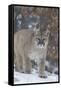 Mountain Lion-null-Framed Stretched Canvas