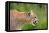 Mountain Lion-null-Framed Stretched Canvas