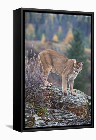 Mountain Lion-DLILLC-Framed Stretched Canvas