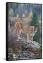 Mountain Lion-DLILLC-Framed Stretched Canvas