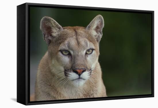 Mountain Lion-DLILLC-Framed Stretched Canvas