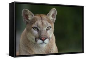 Mountain Lion-DLILLC-Framed Stretched Canvas