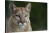 Mountain Lion-DLILLC-Stretched Canvas