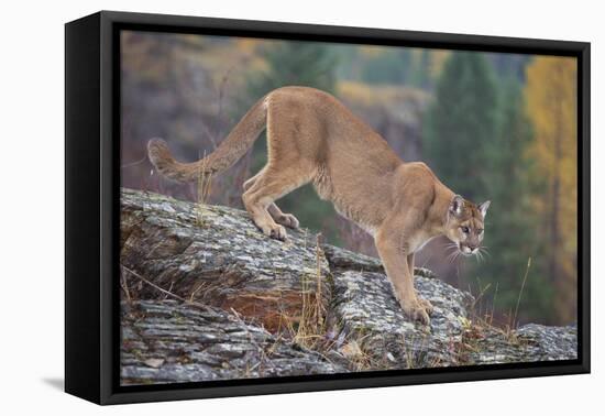 Mountain Lion-DLILLC-Framed Stretched Canvas