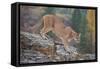 Mountain Lion-DLILLC-Framed Stretched Canvas