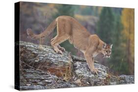 Mountain Lion-DLILLC-Stretched Canvas