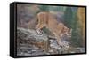 Mountain Lion-DLILLC-Framed Stretched Canvas