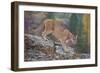 Mountain Lion-DLILLC-Framed Premium Photographic Print