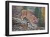 Mountain Lion-DLILLC-Framed Premium Photographic Print