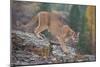 Mountain Lion-DLILLC-Mounted Premium Photographic Print