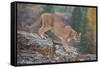 Mountain Lion-DLILLC-Framed Stretched Canvas