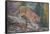 Mountain Lion-DLILLC-Framed Stretched Canvas