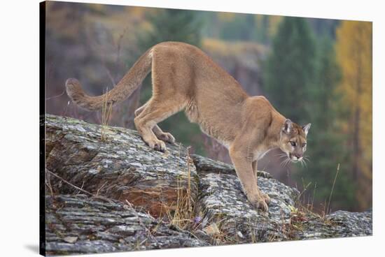 Mountain Lion-DLILLC-Stretched Canvas