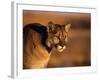 Mountain Lion-Chase Swift-Framed Photographic Print