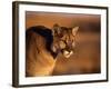 Mountain Lion-Chase Swift-Framed Photographic Print