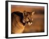 Mountain Lion-Chase Swift-Framed Photographic Print