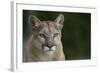 Mountain Lion-DLILLC-Framed Photographic Print