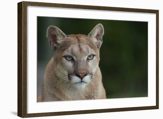 Mountain Lion-DLILLC-Framed Photographic Print