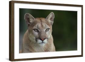 Mountain Lion-DLILLC-Framed Photographic Print