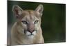 Mountain Lion-DLILLC-Mounted Photographic Print