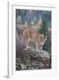 Mountain Lion-DLILLC-Framed Photographic Print