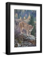 Mountain Lion-DLILLC-Framed Photographic Print