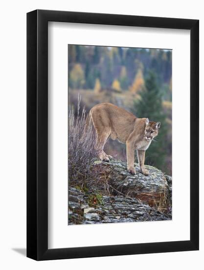 Mountain Lion-DLILLC-Framed Photographic Print