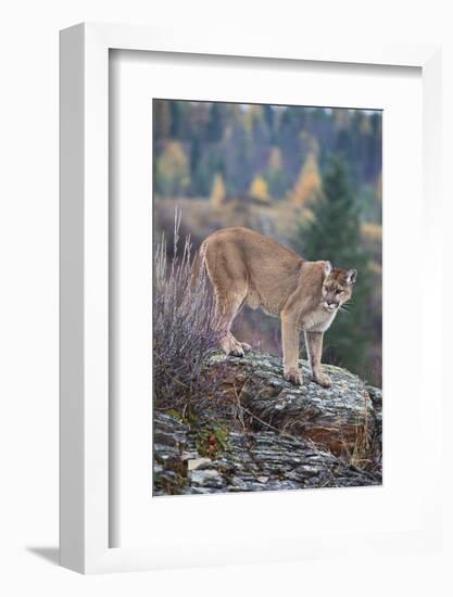 Mountain Lion-DLILLC-Framed Photographic Print