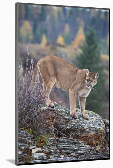 Mountain Lion-DLILLC-Mounted Photographic Print